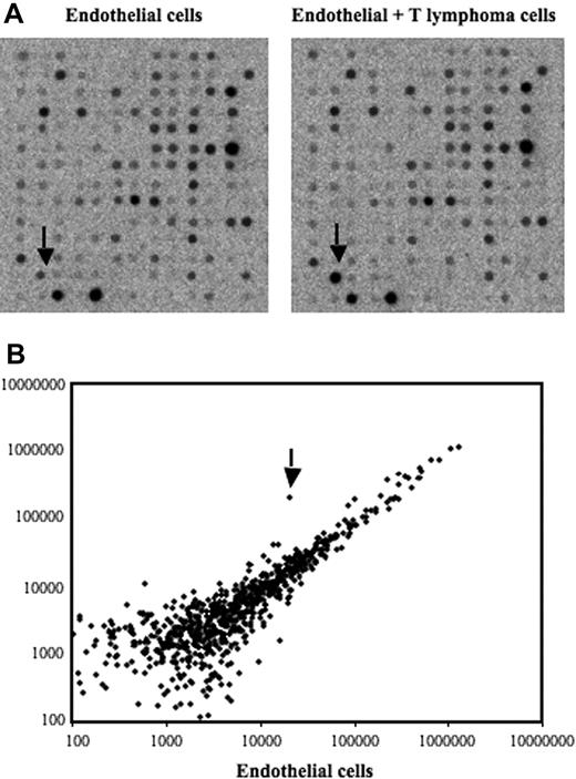 Figure 1. Identification of differentially expressed genes in bEnd.3 endothelial cell line after contact with 164T2 T lymphoma cells. (A) Gene expression profiling was performed using RNA isolated from bEnd.3 endothelial cells (ECs) cultured alone (control, left panel) and bEnd.3 cells after contact with 164T2 T lymphoma cell line (right panel). (B) Scatter plot analysis of densitometric quantification of expression data. Each point represents 1 of the 1176 genes on the array and the location of each point on the scatter plot is determined by the gene expression level in bEnd.3 cells, represented on the x-axis, and the gene expression level in bEnd.3 cells after contact with lymphoma cells, represented in the y-axis. EGR-1 is indicated by the arrow.