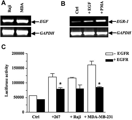 Figure 3. EGF activates transcription of EGR-1 expression in endothelial cell lines. (A) Constitutive expression of EGF in the human Burkitt Raji B lymphoma cells and the human MDA-MB-231 breast carcinoma cells, as shown by RT-PCR analysis. (B) bEnd.3 cells were treated with vehicle alone or 10 ng/mL epidermal growth factor (EGF) for 1 hour. Positive control consisted of bEnd.3 cells incubated with 50 ng/mL PMA for 1 hour. Total RNA was extracted and subjected to RT-PCR to quantify EGR-1 expression. (C) 293 cells were cotransfected with the pGL3-EGR-1 promoter construct and the pRL-TK Renilla luciferase as described in “Transient transfections and luciferase assays.” After 24 hours, the 293 cells were preincubated for 1 hour with blocking mAbs specific for epidermal growth factor (EGFR) or control mouse immunoglobulin G (IgG). Thereafter, the murine 267 T lymphoma cells (3 × 106 cells/well), the human Burkitt Raji B lymphoma cells (3 × 106 cells/well), and the human MDA-MB-231 breast carcinoma cells (5 × 105 cells/well) were added to adherent cells for 16 hours. Cells were collected, and luciferase activity was measured. Controls included 293 cells without tumor cells. The firefly luciferase was normalized to Renilla luciferase activity. Results are representative of 3 independent experiments performed in triplicate. Bars indicate SD; *P ≤ .05, significantly different from the control mouse IgG treatment.