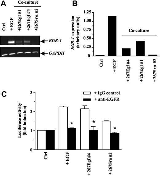 Figure 4. EGR-1–induced expression in epithelial cell lines after contact with EGF transfectants. (A) After a 16-hour in vitro contact with stable transfectants (3 × 106 cells/well), 293 cells were harvested, total RNA was extracted and subjected to RT-PCR to quantify EGR-1 expression. 293 cells stimulated with EGF (50 ng/mL) for 1 hour were used as a positive control. (B) Quantitative analysis of the induction of EGR-1 expression was performed by imaging densitometry. The results are presented normalized relative to GAPDH expression. Results are representative of 3 independent experiments with several clones expressing EGF and controls. (C) pGL3-EGR-1 promoter construct (0.1 μg) was transiently cotransfected with pRL-TK Renilla luciferase (0.5 μg) into 293 cells as described in “Transient transfections and luciferase assays.” After 24 hours, the 293 cells were preincubated for 1 hour with blocking monoclonal antibodies specific for EGFR or control mouse IgG. Thereafter, the stable transfectants (3 × 106 cells/well) were added to adhrent cells for 16 hours. Cells were collected, and luciferase activity was measured. Controls included 293 cells without tumor cells. The firefly luciferase was normalized to Renilla luciferase activity. Results are representative of 3 independent experiments performed in triplicata. Bars represent SD; *P ≤ .05.
