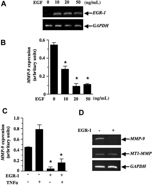 Figure 6. Inhibition of MMP-9 mRNA expression by EGR-1. The HT1080 fibrosarcoma cells were treated with different doses of EGF for (A) 0.5 hours or (B) 18 hours. Total RNA was extracted and the subjected to RT-PCR to quantify EGR-1 and MMP-9 expression, respectively. (C) pCMV6-XL5-EGR-1 (2 μg) or empty vector pCDNA3.1 (2 μg) was transiently transfected as described in “Transient transfections and luciferase assays.” Cells were either not stimulated or stimulated with recombinant human tumor necrosis factor α (50 ng/mL) for 18 hours. HT1080 cells were collected, total RNA was extracted and then subjected to RT-PCR to quantify MMP-9 expression. Densitometry was conducted for MMP-9 and the results are presented normalized relative to GAPDH expression. (D) Levels of MT1-MMP transcripts are shown as a specificity control. Results are representative of 3 independent experiments. Bars represent SD; *P ≤ .05.