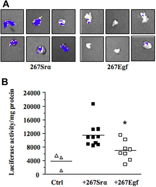 Figure 7. EGF expression decreases MMP-9 promoter activity ex vivo. (A) The C57BL/6/proMMP9-Luc Tg mice were injected intrathymically with 5 × 103 per lobe of lymphoma cell transfectants (267Egf) or controls (267Srα). At 7 days after injection, thymuses were collected and imaged using the Xenogen IVIS imaging system. Shown are representative images of thymus injected with lymphoma cells. (B) Thymuses were crushed and luciferase activity in tissue extracts was determined and normalized to the protein content. Controls included thymus without tumor cells. Bars represent SD; *P ≤ .05.