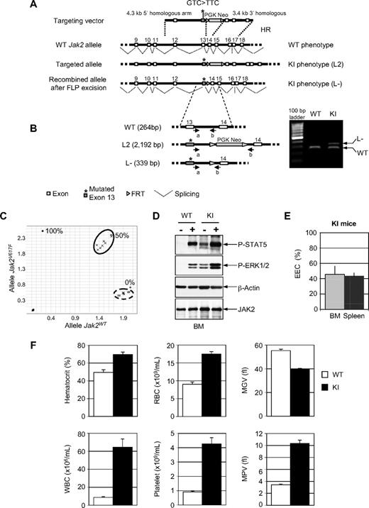 Figure 1. Characterization of the Jak2V617F KI mouse model. (A) Schematic representation of the targeting vector. Homologous recombination into the Jak2 WT allele of mouse embryonic stem (ES) cells resulted into the L2 knock-in (KI) genotype. A correctly targeted ES clone was injected into blastocyst stage embryos to generate L2 chimeric mice. Chimeras were bred with flippase (FLP) transgenic mice to generate L-. (B) PCR analysis of genomic tail biopsy DNA using primers a (5′-CCTGTCTCAGAATCCTTCTCATTTAGGG-3′) and b (5′-CTCCAGGGTTACACGAGTCACC-3′) detects successful recombination events in the L- KI mice (right panel). (C) Wild-type (WT) and mutated Jak2 Taqman allele specific amplification from bone marrow (BM) and spleen RNA samples of 2 KI (within the circle in plain line, studied in duplicate 12 and 20 weeks after birth) and WT mice (in duplicate, within the circle in dashed line) was performed. Standard curve (0%, 50%, and 100%) was carried out from mixtures of plasmids containing Jak2V617F or Jak2WT cDNAs. (D) Constitutive phosphorylation of ERK1/2 (Thr 202/Tyr 204) and STAT5 (Tyr 694) and total JAK2 protein in KI mice identified by Western blot analysis (antibodies from Ozyme). Cells isolated from WT and KI mice were starved for 40 hours and stimulated (+) or not (−) with interleukin-3 and granulocyte-macrophage colony-stimulating factor for 15 minutes. β-actin served as loading control. (Sigma). (E) Autonomous growth in KI mice represented as the percentage of CFU-Es derived from BM or spleen KI mice forming endogenous erythroid colonies (EECs) in the absence of added erythropoietin (mean value ± SD, n = 4). No EEC was detected from control mice. (F) Blood cell parameters (mean value ± SE) from KI (n = 11) and WT (n = 8) mice studied at 12 (± 2) weeks of age. RBC indicates red blood cell; MGV, mean globular volume; WBC, white blood cell; and MPV, mean platelet volume.