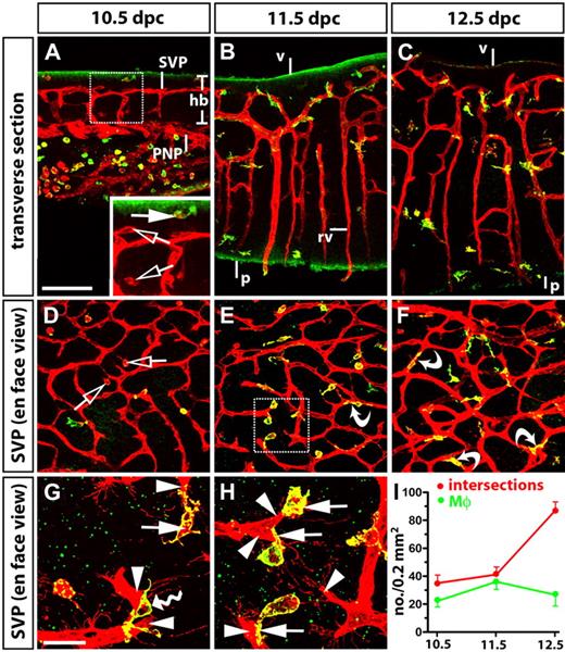 Figure 1. Spatiotemporal relationship of tissue macrophages and blood vessels during angiogenesis in the developing hindbrain. Eighty-micron transverse sections (A-C) and whole mounts (D-H) of 10.5-, 11.5-, and 12.5-dpc wild-type hindbrains, labeled for IB4 (red) and F4/80 (green). Solid white arrows indicate macrophages positive for both markers; clear arrows, macrophages positive for IB4 only; curved arrows, macrophages embracing vascular intersections; arrowheads indicate endothelial tip cells. (G-H) Higher magnifications of the SVP illustrate the interaction of tip cells (arrowheads) with macrophages (arrows) and the bridging of neighboring tip cells by a macrophage (wavy arrow in G; note that one of the 2 vessel sprouts emerges from a deeper plane of section); panel H shows a higher magnification of the boxed area in panel E. Scale bars: panels A through F, 100 mm; panels G and H, 25 mm. V indicates ventricular brain surface; p, pial brain surface; rv, radial vessels; hb, hindbrain; SVP, subventricular vascular plexus; and PNP, perineural vascular plexus. (I) Quantitation of macrophages (Mϕ, green) and vascular intersections in the SVP (red) between 10.5 and 12.5 dpc; n ≥ 15. Error bars represent SD of the mean.