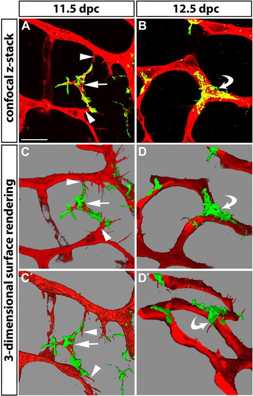 Figure 2. Tissue macrophages bridge endothelial tip cells and are present at vascular junctions. Hindbrains from 11.5- and 12.5-dpc wild-type embryos were fluorescently labeled with IB4 (red) and F4/80 (green) to reveal the relationship of endothelial cells (red) and macrophages (double-positive, yellow) in the subventricular zone. (A) A macrophage (arrow) interacts with the filopodia of 2 opposing tip cells (arrowheads) at E11.5. (B) A macrophage embraces a 3-way junction, the product of vessel fusion (curved arrow). (C-D) Snapshots of 3-dimensional models obtained by surface rendering of the confocal z-stacks shown in panels A and B. Panels C′ and D′ show different angles of the models shown in panels C and D, respectively. Scale bar represents 25 μm.