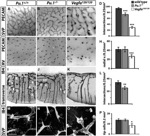 Figure 3. Brain angiogenesis is impaired in the absence of macrophages. Angiogenesis in hindbrains lacking PU.1 (Pu.1−/−) or heparin-binding VEGF isoforms (Vegfa120/120) at 12.5 dpc (A-L) and 11.5 dpc (M-P). (A-G) Whole mount view onto the SVP (A-C) or radial vessels (RV) diving into the brain parenchyma (E-G), visualized by PECAM immunohistochemistry (IHC) in a 0.25-mm2 area. (I-K) Transverse sections (100 μm) of IB4-labeled hindbrains show vascular bridges (white arrowheads) between neighboring radial vessels. (M-O) IB4-positive endothelial tip cells (clear arrowheads) and macrophages (clear arrows) in the whole-mounted SVP. Scale bars represent 100 μm (A-K) and 50 μm (M-O). (D,H,L,P) Quantitation of the number of vascular intersections in the SVP (D; n = 5), the number of radial vessels (H; n = 5), and the number of vascular bridges between radial vessels (L; n = 3). Error bars represent SD of the mean. P values were determined by comparing the measurements obtained for both types of mutants to the control, which contained the measurements obtained for wild-types from both groups.