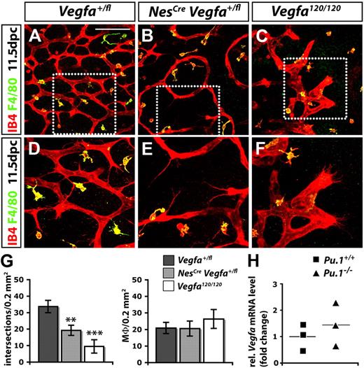 Figure 4. Macrophages promote SVP angiogenesis independently of VEGF. (A-F) Hindbrains (11.5 dpc) were labeled for IB4 and F4/80; (D-F) higher magnifications of the boxed areas in (A-C). Controls (no Cre; A,D) were compared with littermates with a knockdown of VEGF in neural progenitors (NesCreVegfafl/+; B,E) and stage-matched mutants lacking VEGF164 only (Vegfa120/120; C,F). Scale bar represents 100 μm. (G) Quantitation of the number of vascular intersections and macrophages (Mϕ) in the SZ at 11.5 dpc; n = 3. Error bars represent SD of the mean. The P values were determined by comparing both types of mutants to Vegfafl/+ hindbrains lacking Cre. (H) Quantitation of Vegfa mRNA levels relative to Actb (β-actin) in PU.1-deficient and wild-type littermate hindbrains at 11.5 dpc. The horizontal lines indicate the mean; n = 3.