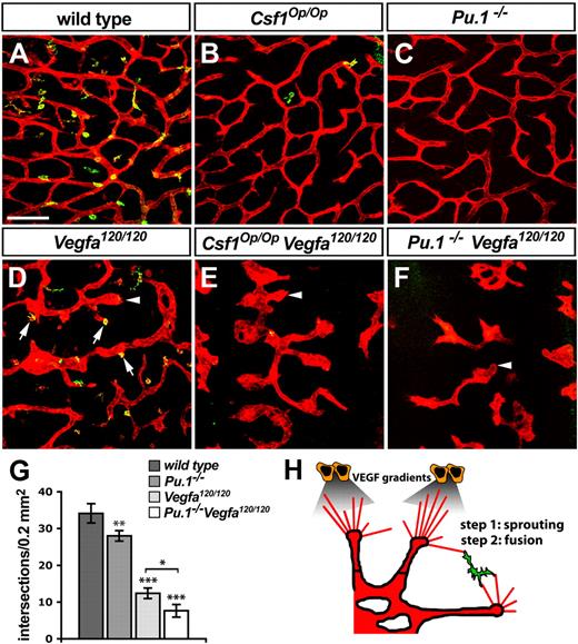 Figure 5. VEGF-induced vessel sprouting and macrophage-mediated anastomosis act synergistically to promote vascular network formation. (A-F) Morphology of the SVP (IB4-positive, red) and distribution of tissue macrophages (IB4/F4/80-double positive, yellow) in 11.5 dpc hindbrains of the indicated genotypes; arrows in panel D indicate macrophages interacting with endothelial tip cells in Vegfa120/120 mutants; arrowheads in panels D through F denote examples of bulbous vessel ends, typical of Vegfa120/120 mutants. Scale bar represents 100 μm. (G) Quantitation of the number of vascular intersections in the SZ of the indicated genotypes at 11.5 dpc; n > 3. Error bars represent SD of the mean. (H) Schematic illustration of the role of macrophages during hindbrain vascularization.