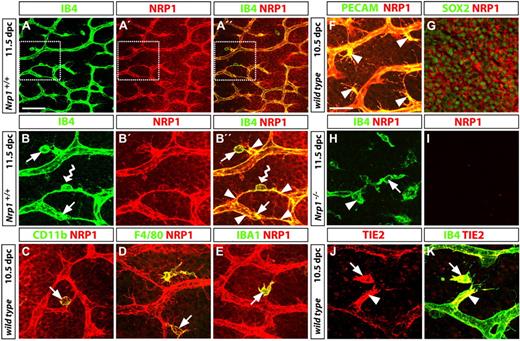 Figure 6. TEM antigen expression by proangiogenic hindbrain macrophages. (A-B) Wild-type hindbrains (11.5 dpc) were double-labeled for IB4 and NRP1 to visualize the subventricular zone, including the SVP; the boxed areas in panels A, A′, and A′′ are shown in higher magnifications in panels B, B′, and B′′, respectively; yellow indicates colocalization in panels A′′ and B′′. Many NRP1-positive macrophages (arrows in B,B′′) interacted with endothelial tip cells (arrowheads in panel B′′); a NRP1-positive macrophage bridging neighboring tip cells is indicated with a wavy arrow in panels B and B′′. (C-G) Double labeling for NRP1 and the macrophage markers CD11b (CD18/MAC-1), F4/80, or IBA1 (C-E), the vascular endothelial marker PECAM (F), or the neural progenitor marker SOX2 (G) established that NRP1 was expressed in all 3 cell types. Yellow indicates coexpression of NRP1 with macrophage and endothelial markers on the cell surface; in contrast, NRP1 surrounds the SOX2-positive neural progenitor nuclei. The images shown in panels F and G are stacks through the SVP or neural progenitor layer only. (H-I) The specificity of the NRP1 antibody was established by immunolabeling a Nrp1-deficient hindbrain, obtained from a littermate embryo of the wild-type shown in panels A and B. (J-K) Like NRP1, TIE2 (red) colocalized with IB4 (green) on a filopodia-bearing endothelial tip cell (arrowhead) and interacting tissue macrophage (arrow). Scale bars represent 25 μm (except A-A′′, 100 μm).