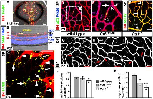 Figure 7. Retinal angiogenesis is impaired in the absence of tissue macrophages. Double-labeling of transverse sections through a wild-type mouse eye at 11.5 dpc (A) and a wild-type mouse retina at P21 (B) with IB4 and F4/80 (A) or an antibody specific for smooth muscle actin (SMA); cell nuclei in panel B were labeled with DAPI. (C-I) Whole mount labeling of the wild-type retinal vasculature at P4 (C), P9 (D-F) and P21 (G-I). (C) Some macrophages (solid arrows) interact with endothelial tip cells (solid arrowheads) at the vascular front; others embrace emerging vascular bridges (wavy arrows). (D-E) Activated caspase 3 (aC3) is present in regressing vessel segments near arteries (yellow); note capillary narrowing at the junction of the regressing vessel segment with a stable vessel (open arrowheads) and a macrophage at one of the narrow ends (solid arrow); the area boxed in panel D is shown at higher magnification in panel E. (F) Collagen IV and IB4 expression are retained by acellular capillaries (feathered arrow). (G-I) IB4-positive vessel regression profiles (red arrows) and stable intersections (red arrowheads) between nonregressing vessel segments at P21 in the deep plexus of the indicated genotypes. Scale bars represent 50 μm (except in A, 100 μm). (J-K) Quantitation of stable intersections (J) and regression profiles (K) in the deep plexus at P21; n = 3. Error bars represent SD of the mean. P values were determined by comparing the measurements obtained for both types of mutants to the control, which contained the measurements obtained for wild-types from both groups. SP indicates superficial plexus; IP, intermediate plexus; DP, deep plexus; ONL, outer nuclear layer; INL, inner nuclear layer; RGC, retinal ganglion cell layer; OPL, outer plexiform layer; PR, photoreceptor layer; a, artery; and v, vein.