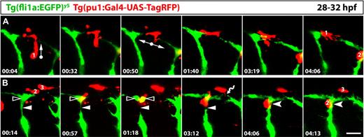 Figure 8. Tissue macrophages interact with endothelial cells at sites of vessel fusion in the developing zebrafish trunk. Series of laser confocal projections extracted from a time-lapse video (supplemental Video 1) showing the interaction of 3 tissue macrophages (red; 1-3) with blood vessels (green); the time elapsed after starting the video at 28 hpf is indicated in hours:minutes in the bottom left of each panel; 3 adjacent intersegmental blood vessels are imaged over a period of 4:16. (A) A macrophage (1) migrates into a region where the tip cell from the caudal sprout of one intersomitic vessel fuses with the tip cell of a rostral sprout of the next intersomitic vessel; arrows indicate the direction of macrophage migration. (B) A macrophage (2) migrates to a site where a dividing endothelial cell in the forming DLAV (clear arrowhead) transiently loses contact with the intersomitic vessel (arrowheads); it remains in this position while the connection is re-established (forked arrowheads); yet another macrophage (3) interacts with filopodial protrusions from opposing tip cells (wavy arrow). Scale bar represents 50 μm.