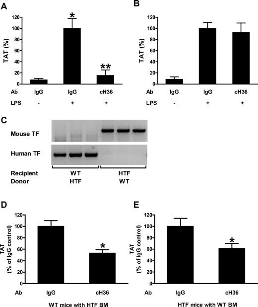Figure 1. Contribution of TF expressed by hematopoietic and nonhematopoietic cells to the activation of coagulation. (A) Effect of cH36 (50 μg/mL) or IgG (50 μg/mL) control antibody on LPS-induced plasma TAT levels in HTF mice (mean ± SEM for IgG, IgG/LPS and cH36/LPS groups were 2.6 ± 0.9, 34.2 ± 6.2 and 5.3 ± 3.4 ng/mL, respectively) 8 hours after LPS injection. (B) Effect of cH36 (50 μg/mL) or IgG (50 μg/mL) control antibody on LPS-induced plasma TAT levels in WT mice (mean ± SEM for IgG, IgG/LPS and cH36/LPS groups were 3.3 ± 1.7, 38.9 ± 4.2 and 36.1 ± 6.6 ng/mL, respectively) 8 hours after LPS injection (n = 3 for all treatment conditions). *Statistically significant difference (P < .05) between IgG- and IgG/LPS-treated group. **Statistically significant difference (P < .05) between IgG/LPS- and cH36/LPS-treated group. (C) PCR analysis of DNA isolated from blood cells from mice that underwent bone marrow transplantation to demonstrate reconstitution of the donor mice with recipient bone marrow 6 weeks after the transplantation. (D) Plasma TAT levels were analyzed in WT mice transplanted with bone marrow from HTF mice after treatment with IgG (n = 13; mean ± SEM 55.9 ± 5.7 ng/mL) or cH36 (n = 13; mean ± SEM 29.6 ± 3.6 ng/mL) 8 hours after LPS injection. *P < .05. (E) Plasma TAT levels were analyzed 8 hours after LPS injection in HTF mice transplanted with WT bone marrow after treatment with IgG (n = 12; mean ± SEM 46.6 ± 6.5 ng/mL) or cH36 (n = 13; mean ± SEM 28.5 ± 4.1 ng/mL;). *P < .001.