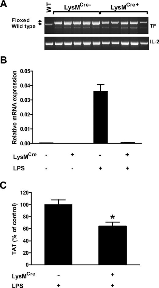 Figure 2. Analysis of TFflox/flox, LysMCre mice. (A) PCR analysis of mouse TF DNA isolate from blood cells demonstrates partial deletion of TF gene. Arrows indicate PCR products for wild type and floxed alleles. Note a nonspecific band below the TF band. The mouse interleukin-2 (IL-2) gene was used as a loading control. WT indicates DNA from a WT mouse. (B) Real-time PCR analysis of TF mRNA in blood cells isolated from TFflox/flox and TFflox/flox,LysMCre mice before (n = 2 per group) and after (n = 4 per group) LPS injection (2 hours). (C) Plasma TAT levels were analyzed in TFflox/flox (n = 35; mean ± SEM 19.4 ± 1.6 ng/mL) and TFflox/flox,LysMCre (n = 36; mean ± SEM 12.4 ± 1.4 ng/mL) mice 8 hours after LPS injection. *P < .01.