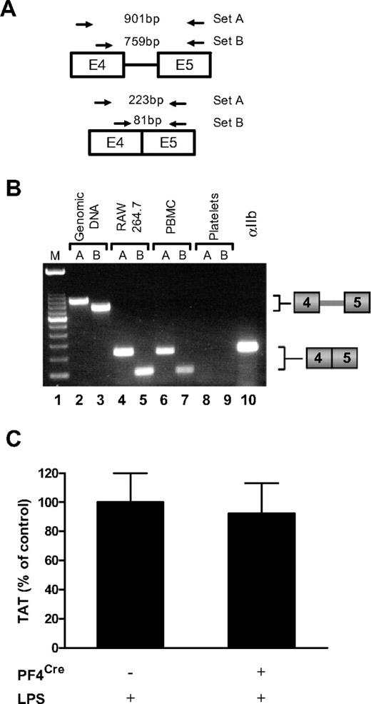 Figure 3. Mouse platelets do not express TF. (A) Diagram showing the position of 2 sets of primers used to detect TF pre-mRNA and mRNA. The expected size of PCR products for primer sets A and B are shown. (B) PCR analysis of TF was performed on either mouse genomic DNA or cDNA from LPS stimulated RAW 264.7 macrophages, LPS stimulated mouse peripheral blood leukocytes, or LPS stimulated mouse platelets. Lane 10 contains platelet cDNA amplified with primers for integrin αIIb. This gel is representative of 11 independent experiments. (C) Plasma TAT levels were analyzed in TFflox/flox (n = 13; mean ± SEM 18.9 ± 2.1 ng/mL) and TFflox/flox,PF4Cre (n = 13; mean ± SEM 17.5 ± 2.2 ng/mL) mice 8 hours after LPS injection.