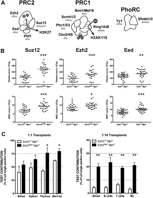 Figure 1. All core PRC2 components restrict HSC/progenitor activity. (A) The 3 PRCs, displaying mammalian components, Drosophila counterparts (shown in italics), and enzymatic activities. (B) Peripheral blood platelet (top panels) and white blood cell counts (bottom panels) at 7 weeks of age from mice of the given genotypes. The horizontal bar marks the mean for n = 20 to 25 samples per genotype. Eed3354 mice were on a mixed genetic background. (C) Bone marrow cells from 3 CD45Ly5.2 donor mice of the given genotype were mixed with Ezh2+/+ Mpl−/− CD45Ly5.1 competitor cells at 1:1 (left) or 1:10 (right) ratios and used to reconstitute 3 lethally irradiated recipients per donor. Contribution of test cells is shown at 10 to 16 weeks after reconstitution. Blood indicates peripheral white blood cells; and Mϕ, macrophages. Statistical significance: *P < .05, **P < .01, ***P < .001, corrected for multiple testing; error bars indicate SEM.
