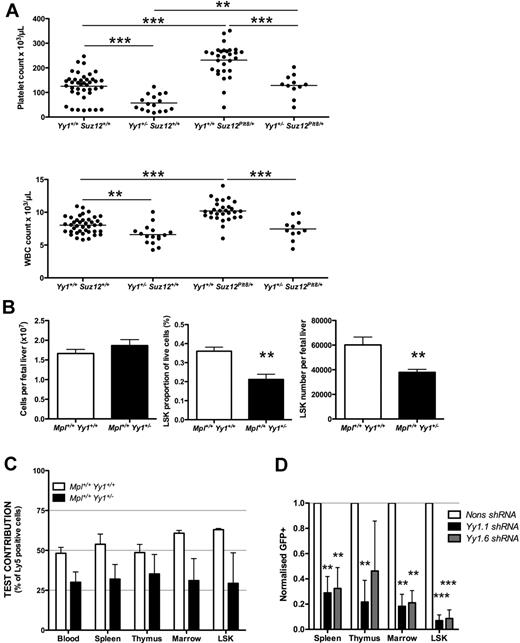 Figure 3. Yy1 does not synergize with PRC2 and has a role enhancing HSC/progenitor activity. (A) Peripheral blood platelet (top panel) and white blood cell counts (bottom panel) at 7 weeks of age from Mpl−/− mice of the given genotypes. The horizontal bar shows the mean for n = 11 to 40 samples. (B) Fetal liver cellularity (left), proportion (middle), and number (right) of LSK cells per E14.5 fetal liver of the given genotype. Data are from one litter of 4 Yy1+/+ and 5 Yy1+/− embryos, representative of data from 3 independent litters. (C) Fetal liver LSK cells from 4 to 5 individual CD45Ly5.2 donor embryos of the given genotype were mixed with an equal number of wild-type CD45Ly5.1 competitor fetal liver LSK cells (n = 2 samples) and used to reconstitute 4 lethally irradiated recipients per donor sample. Contribution of test cells to each hematopoietic organ and LSK cells is shown for 12 to 16 weeks after reconstitution. Blood indicates peripheral white blood cells. (D) E14.5 fetal liver cells were infected with retrovirus carrying shRNAs against Yy1 or a nonsilencing control (Nonsil) and used to reconstitute lethally irradiated recipients. The proportion of cells infected with each shRNA (GFP+) was compared at input and at 6 to 12 months after reconstitution in spleen, thymus, bone marrow, and the LSK cell compartment. The effect of the Nonsil shRNA in each of 3 experiments was normalized to 1. Statistical significance *P < .05, **P < .01, ***P < .001, corrected for multiple testing; error bars indicate SEM.