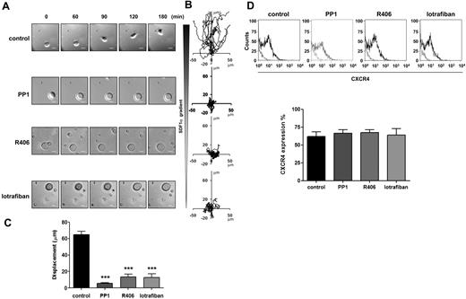 Figure 1. Role of SFKs, Syk kinase and integrins in MK migration toward a SDF1α gradient. Purified BM-derived mature MKs adherent on fibronectin (20 μg/mL)–coated coverslip were allowed to migrate toward a SDF1α gradient over 3 hours within the Dunn chamber as described in “Cell migration assay.” To investigate the role of SFKs, Syk kinase and integrins, the Dunn chamber outer well were filled with media containing SDF1α (300 ng/mL) and PP1 (10μM), R406 (2μM) or lotrafiban (10μM). (A) Representative differential interference contrast (DIC) images from 6 independent experiments of primary MKs exposed to a SDF1α gradient are shown (scale bar = 20μm). (B) The migration paths over 3 hours were traced. The intersection of the x- and y-axes was taken to be the starting point of each cell path, whereas the source of SDF1α was at the top. (C) The net translocation distance (displacement from the start to the end point) of each cell in the absence or presence of PP1, R406 and lotrafiban is represented. ***P < .005. See also supplemental Figure 1 videos 1 and 2. (D) CXCR4 surface expression of purified BM-derived mature MKs in the absence or presence of PP1, R406, or lotrafiban was analyzed by flow cytometry using a FITC-conjugated anti-CXCR4 antibody. Gray line indicates relevant control antibody; black line, FITC-conjugated anti-CXCR4 antibody. Representative profile and quantification of the percentage of cells expressing CXCR4 are from 3 independent experiments.
