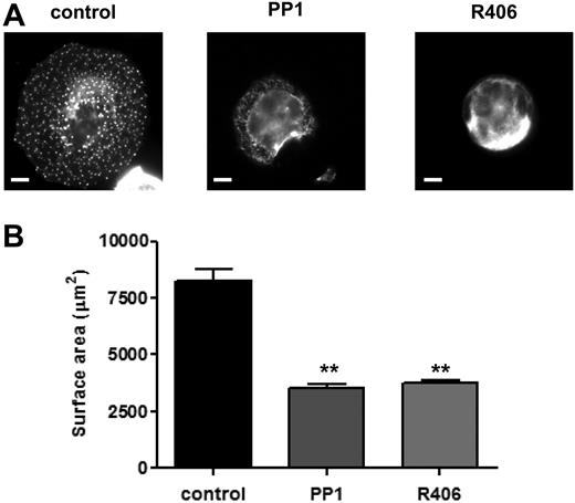 Figure 2. Role of SFKs and Syk kinase in MK spreading and cytoskeletal reorganization. Purified BM-derived mature MKs were incubated in the presence or absence of PP1 (10μM) or R406 (2μM) for 15 minutes at 37°C. MKs were plated on fibronectin-coated surface for 3 hours at 37°C. Adherent MKs were fixed, permeabilized, and actin fibers stained with rhodamine-phalloidin. Representative images (A) and surface area quantification (B) from 4 independent experiments are shown (scale bar = 20μm). **P < .01.
