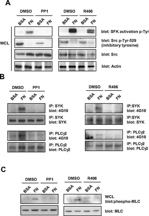 Figure 3. Effect of SFKs and Syk kinase inhibitors on integrin-induced tyrosine phosphorylation in MKs. Purified BM-derived mature MKs were preincubated for 15 minutes with PP1 (10μM) or R406 (2μM), plated on fibronectin (FN) or BSA-coated dish for 3 hours. (A) MKs were lysed and whole-cell lysates (WCLs) were analyzed by Western blot with SFK activation loop p-Tyr-418, Src inhibitory site p-Tyr-529, pan Src, and actin antibodies. Blots are representative of 3 independent experiments. (B) Syk and PLCγ2 were immunoprecipitated from equal amounts of WCLs and blotted with an anti-phosphotyrosine antibody. Membranes were subsequently stripped and reblotted with anti-Syk and anti-PLCγ2 antibodies. Blots are representative of 3 independent experiments. (C) MKs were lysed and WCLs were analyzed by Western blot with MLC-P and MLC antibodies. Blots are representative of 3 independent experiments.