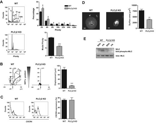Figure 4. Critical role of PLCγ2 in MK differentiation, migration, and spreading. (A) DNA ploidy was analyzed using flow cytometry by staining purified BM-derived mature MKs from WT and PLCγ2-deficient mice with propidium iodide and FITC-CD41 antibody. Representative profiles and quantification of the percentage of cells with differing levels of ploidy and the modal ploidy from 3 independent experiments are shown. **P < .01; ***P < .005. (B) Purified BM-derived mature MKs from wild-type (WT) and PLCγ2 knockout (PLCγ2 KO) were exposed to a SDF1α gradient over 3 hours within the Dunn chamber and the net translocation distance of each cell was measured *** P < .005. (C) CXCR4 surface expression of purified BM-derived mature MKs from WT and PLCγ2-deficient mice (PLCγ2 KO) was analyzed by flow cytometry. Gray line indicates relevant control antibody; black line, FITC-conjugated anti-CXCR4 antibody. Representative profiles and quantification of the percentage of cells expressing CXCR4 from 3 independent experiments are shown. (D) Purified BM-derived mature MKs from WT and PLCγ2-deficient mice (PLCγ2 KO) were plated on fibronectin-coated surface for 3 hours. Adherent MKs were fixed and permeabilized and actin fibers stained with rhodamine-phalloidin. Representative images (scale bar = 20μm) and surface area quantification from 4 independent experiments are shown. **P < .01. (E) Purified BM-derived mature MKs from WT and PLCγ2-deficient mice (PLCγ2 KO) were plated on fibronectin (FN) or maintained in suspension in a BSA-coated dish (BSA) for 3 hours. MKs were lysed and WCLs were analyzed by Western blot with MLC-P and MLC antibodies. Blots are representative of 3 independent experiments.