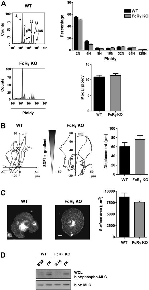 Figure 5. FcRγ-deficient mice demonstrate unchanged MK differentiation, migration, and spreading. (A) DNA ploidy distribution was analyzed by flow cytometry by staining purified BM-derived mature MKs from WT and FcRγ-deficient mice with propidium iodide and FITC-CD41 antibody. Representative profiles and quantification of the percentage of cells with differing levels of ploidy and the modal ploidy from 3 independent experiments are shown. (B) Purified BM-derived mature MKs from WT and FcRγ knockout (FcRγ KO) were exposed to a SDF1α gradient over 3 hours within the Dunn chamber and the net translocation distance of each cell was measured. (C) Purified BM-derived mature MKs from WT and FcRγ-deficient mice (FcRγ KO) were plated on fibronectin-coated surface for 3 hours. Adherent MKs were fixed, permeabilized and actin fibers stained with rhodamine-phalloidin. Representative images (scale bar = 20μm) and surface area quantification from 4 independent experiments are shown. (D) Purified BM-derived mature MKs from WT and FcRγ-deficient mice (FcRγ KO) were plated on fibronectin (FN) or maintained in suspension in a BSA-coated dish (BSA) for 3 hours. MKs were lysed and WCLs were analyzed by Western blot with MLC-P and MLC antibodies. Blots are representative of 3 independent experiments.