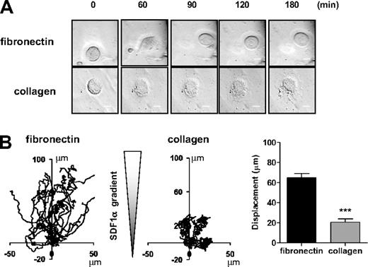 Figure 6. MK migration on collagen matrix is impaired. Purified BM-derived mature MKs adherent on fibronectin (20 μg/mL) or collagen (100 μg/mL)-coated coverslip were allowed to migrate toward a SDF1α gradient over 3 hours within the Dunn chamber. (A) Representative differential interference contrast (DIC) images from 6 independent experiments of primary MKs exposed to SDF1α gradient are shown (scale bar = 20μm). (B) The migration paths over 3 hours were traced and the net translocation distance of each cell on fibronectin and collagen matrix are represented. ***P < .005. See also supplemental Figure 6 video 3.