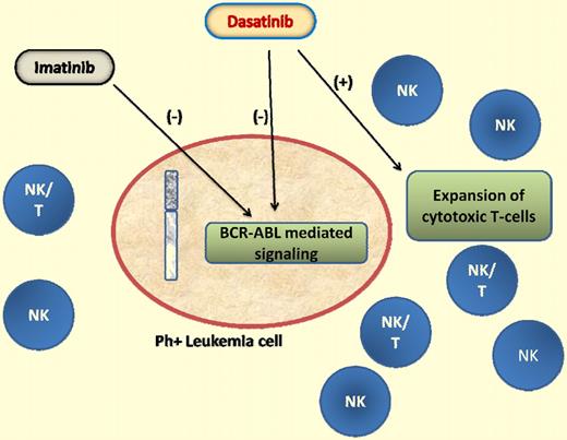The proposed immunomodulatory effects of dasatinib in expanding the cytotoxic T lymphocytes against BCR-ABL–positive cells may supplement the kinase inhibitory effects of the drug against the leukemia clones.