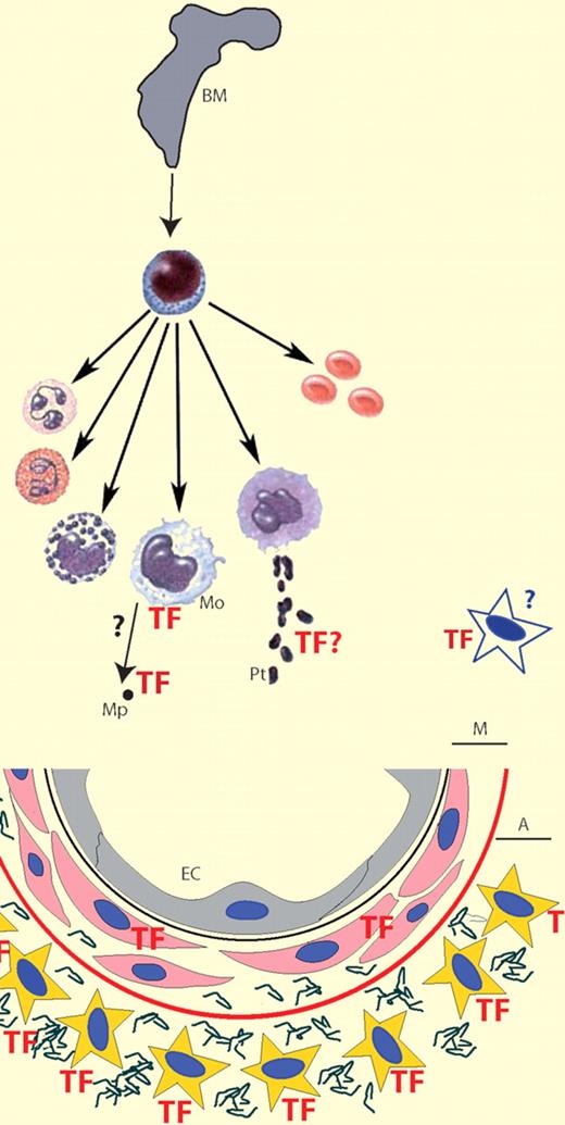 TF, the initiator of coagulation, is normally not expressed by cells within the vasculature; rather, it is found in the medial (M) and adventitial (A) layers around blood vessels. Endotoxemia induces monocyte (Mo) TF expression that contributes significantly (∼ 60%) to the procoagulant response. In mice, platelet (Pt) TF expression is not relevant in this model; however, MP-associated TF does contribute. Endothelial cells and vascular smooth muscle cells do not contribute but an unidentified nonhemopoetic cell type(s) contributes significantly (∼ 40%) to the procoagulant response.
