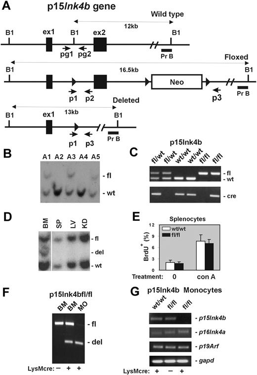 Figure 1. Design and generation of the p15Ink4b conditional null allele. (A) Schematic of the mouse p15Ink4b gene (Wild type), targeted (Floxed), and Cre-driven deleted (Deleted) p15Ink4b alleles. Genomic sequences encoding 2 p15Ink4b exons (ex1 and ex2), a neomycin resistance cassette (Neo), and 3 loxP sites (▶). The size of DNA fragments resulting from BamHI (B1) digestion and the probe used for Southern blot analyses (Pr B) are shown. Positions of primers pg1 and pg2 used for genotyping of experimental mice and primers p1, p2, and p3 used for evaluation of Cre-driven efficiency of recombination by PCR are also illustrated. (B) Southern blot analysis of genomic DNA isolated from the tails of the p15Ink4b chimeras used for generation of the p15Ink4bfl/fl-LysMcre and p15ink4bfl/wt-LysMcre mice. (C) PCR genotyping of mice carrying floxed p15Ink4b and LysMcre alleles using pg1 and pg2 primers and the Cre-specific primer set. The picture shows PCR products from mice carrying the p15Ink4b alleles indicated on top of the lanes. (D) Southern blot analyses of LysMcre-driven recombination of floxed p15Ink4b. Genomic DNAs were isolated from BM, spleen (SP), liver (LV), and kidney (KD) of p15Ink4bfl/wt-LysMcre mouse, digested with BamH1 and hybridized with genomic probe B (Pr B). (E) Proliferation of splenocytes isolated from p15Ink4bfl/fl-LysMcre and p15Ink4bwt/wt-LysMcre mice. Untreated (0) and concanavalin A (conA, 10 μg/mL; 2 days)-treated splenocytes were analyzed by flow cytometry for BrdU incorporation. Data are mean ± SD (error bars) for BrdU incorporations. (F) Triple-primer PCR assay with primers p1, p2, and p3 (positions in the p15Ink4b gene are shown in panel A). Targeted p15Ink4b alleles produce a 700-bp band as a PCR product of primers p1 and p2. Extension cycles of the PCR program were chosen such that a large PCR product of primers p1 and p3 with an expected length of 5.5 kb was not amplified. After the deletion of exon 2, the priming site for primer p2 is lost and primer p3 is close to p1, which together amplify a 500-bp PCR product. The ratio of the band intensities was used to determine the approximate recombination efficiency in DNAs isolated from BM and purified BM monocytes (MO). DNA isolated from the BM of the p15Ink4bfl/fl mouse without (−) the LysMcre transgene was used as a negative control for Cre-driven recombination. (G) Reverse-transcribed PCR analyses for p15Ink4b, p16Ink4a, p19Arf, and gapd expression. Total RNAs were isolated from BM-derived monocytes purified from p15Ink4bwt/wt and p15Ink4bfl/fl mice with (+) or without (−) the LysMcre transgene.