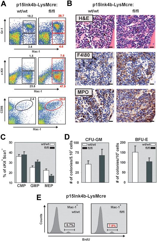 Figure 3. Myelomonocytic and monocytic cell expansion in the BM of p15Ink4bfl/fl-LysMcre mice. (A) Representative flow cytometric analysis of BM single-cell suspensions for Gr-1 and Mac-1 highlights expanded mature myeloid (Gr-1+/Mac-1+) and monocytic (Gr-1−/lo/Mac-1+) populations as well as immature myeloid cells (Mac-1+/lo/c-Kit+) in p15Ink4bfl/fl-LysMcre mice. Increased population of Mac-1+/CD56+ cells detected in targeted mice confirms a nonreactive myeloproliferative disease in targeted mice. (B) Histopathologic sections of BM from representative p15Ink4bwt/wt-LysMcre and p15Ink4bfl/fl-LysMcre animals. Hematoxylin and eosin-stained and immunohistochemistry using anti F4/80 and MPO antibodies of paraffin-embedded bone sections. Scale bars represent 20 μm. (C) Frequencies of myeloid progenitors in BM cells isolated from targeted and wild-type mice. Lineage-depleted BM cells were purified by SpinSep (StemCell Technologies) and stained with fluorochrome-conjugated monoclonal antibodies to CD34, c-Kit, interleukin-7 receptor (IL-7R), Sca-1, and FcγRII as described previously.11 Myeloid progenitors (CMPs, CD34+FγcRIIlo, GMPs, CD34+FcγRIIhi, and MEP CD34−FcγRIIlo) were identified by flow cytometry within the Lin−IL-7R−Sca-1−c-Kit+ BM cell population. Data are mean ± SD (error bars) from 3 independent analyses. (D) In vitro differentiation of FACS-purified CMP progenitors. Lineage-depleted BM cells were purified by SpinSep (StemCell Technologies) and stained with fluorochrome-conjugated monoclonal antibodies to CD34, c-Kit, interleukin-7 receptor (IL-7R), Sca-1, and FcγRII as described previously.11 CMP (CD34+FγcRIIlo) purified by FACS from the Lin−IL-7R−Sca-1−c-Kit+ BM cell population using FACSAria cell sorter (BD Biosciences) were expanded for 3 days in MyeloCult medium supplemented with SCF (50 ng/mL) and IL-11 (100 ng/mL). Cells were plated in triplicate in methylcellulose media (MethoCult M03434, StemCell Technologies). Burst-forming units–erythroid and granulocyte-macrophage colony-forming cells colonies were counted on days 7 and 12, respectively. The averages of duplicate platings performed in triplicate for each genotype, and SD values (error bars) are shown. (E) Flow cytometric analysis of BrdU incorporation into Mac-1+ BM cells indicates an increased proliferation of this population in p15Ink4bfl/fl-LysMcre mice.