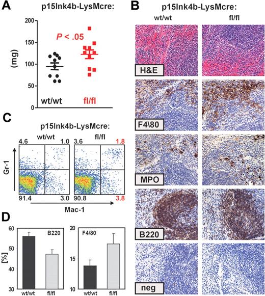 Figure 4. Increased myelomonocytic cell population in enlarged spleens of p15Ink4bfl/fl-LysMcre mice. (A) Composite spleen weights from age-matched mice of indicated genotypes demonstrate splenomegaly in p15Ink4bfl/fl-LysMcre mice. Data are mean ± SD. P value was calculated using the Student t test and shown (p15Ink4bwt/wt-LysMcre n = 10; p15Ink4bfl/fl-LysMcre, n = 10). (B) Hematoxylin and eosin and immunohistochemistry staining of paraffin-embedded spleen sections from wild-type (wt/wt) and floxed (fl/fl) mice. Scale bars represent 20 μm. (C) Gr-1 and Mac-1 FACS analysis of representative single-cell spleen suspensions confirmed expansion of mature myeloid (Gr-1+/Mac-1+) and monocytic (Gr-1−/lo/Mac-1+) cell populations. (D) The frequency of B220 and F4/80+ cells in the spleen of p15Ink4bwt/wt- (n = 4) and p15Ink4bfl/fl-LysMcre (n = 4) mice presented as a percentage of the total nucleated cells.