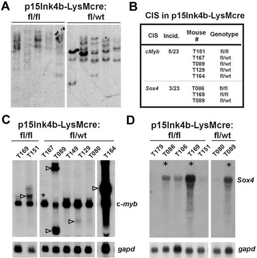 Figure 6. Identification of retrovirus CISs in myeloid leukemia of p15Ink4b-targeted mice. (A) Southern blot analysis of DNAs isolated from leukemic spleens of p15Ink4b-targeted (fl/fl and fl/wt), MOL4070LTR-infected mice. Genomic DNA for Southern blot analysis was isolated by phenol extraction, digested with EcoRI, separated on a 0.7% agarose gel, and transferred onto a nylon membrane. The blots were hybridized with a viral LTR probe labeled by the random priming method as described earlier.12 (B) Two CISs close to c-Myb and Sox4 encoding genes were identified in myeloid leukemias in p15INK4b-LysMcre mice by inverse and ligation-mediated PCR. (C) Northern blot analyses of c-myb expression in myeloid leukemias. (◁), aberrantly expressed c-myb mRNA in leukemias with retrovirus integrated within the gene. *Transcription in leukemia with retrovirus integrated 23 kb upstream of the c-myb gene. (D) Northern blot analyses of Sox4 expression in myeloid leukemias. *Leukemias with retrovirus integrated upstream or downstream of the Sox4 gene. Loading and integrity of analyzed RNAs were confirmed by hybridization with a gapd probe.