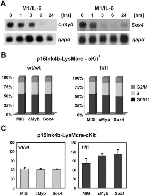 Figure 7. Cooperation of deregulated c-Myb and Sox4 with the loss of p15Ink4b in myeloid colony formation. (A) Northern blot analyses of c-myb and Sox4 expression in M1 cells during interleukin-6 (IL-6)–induced monocytic differentiation. Loading and integrity of analyzed RNAs were confirmed by hybridization with the gapd probe. (B) Cell-cycle distribution of cKit+ cells purified from p15Ink4bwt/wt- and p15Ink4bfl/fl-LysMcre BM infected with empty retrovirus (MIG), or retrovirus expressing c-Myb (cMyb), or Sox4 (Sox4) transcription factors. (C) Myeloid colony formation of cKit+ BM cells purified from targeted (fl/fl) or wt (wt/wt) mice infected with empty vector (MIG) or transcription factors-expressing (cMyb or Sox4) retroviruses. GFP+ cells were sorted and cultured in methylcellulose with myeloid-specific cytokines. Data are mean ± SD (error bars) from 2 independent experiments, each performed in triplicate.