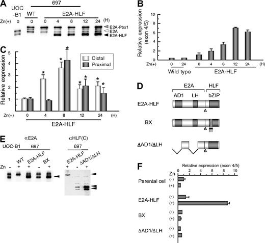 Figure 3. Induction of LMO2 gene expression by E2A-HLF. (A) Induction of E2A-HLF expression. Lysates of wild type (WT) and a clone of E2A-HLF–transfected 697 cells as well as UOC-B1 cells harvested at the indicated time after the addition of zinc were blotted with an anti-E2A serum. Gray, white, and black arrowheads indicate E2A-Pbx1, E2A, and E2A-HLF, respectively. (B) Time course analysis of LOM2 gene expression after induction of E2A-HLF. Levels of LMO2 transcripts were quantified by real-time RT-PCR using the primers for exons 4 and 5, normalized by GAPDH gene expression as an internal control. Changes in fold induction of LMO2 gene expression level to that in wild type 697 cells cultured in the absence of zinc are shown as the mean ± SE of triplicate samples. (C) Time course analysis of LOM2 gene expression derived from the distal and proximal promoters after induction of E2A-HLF. Levels of LMO2 transcripts in E2A-HLF–transfected 697 cells cultured in the presence of zinc were semiquantified by real-time RT-PCR with the specific primers for LMO2 transcripts sourced at the distal promoter and for total LMO2 transcripts. Changes in fold induction of LMO2 gene expression level to that in E2A-HLF–transfected cells cultured in the absence of zinc are shown as the mean ± SE of triplicate samples. Asterisks indicate the significant gene induction determined by t-test. (D) Schematic diagram of mutants of E2A-HLF. (E) Western blot analysis of mutants of E2A-HLF. Lysates of UOC-B1 cells and wild-type (WT) and clones of 697 cells transfected with E2A-HLF, BX, and ΔAD1/ΔLH cultured in the absence or presence of zinc for 24 hours were blotted with E2A (left panel) and HLF(C) (right panel) antisera. (F) LMO2 gene expression in mutant E2A-HLF–transfected 697 cells. Wild-type (WT) and transfectants of 697 cells were cultured in the absence or presence of zinc for 24 hours, and the levels of LMO2 transcripts were quantified by real-time RT-PCR. Changes in fold induction of LMO2 gene expression level to that in wild-type 697 cells cultured in the absence of zinc are shown as the mean ± SE of triplicate samples.