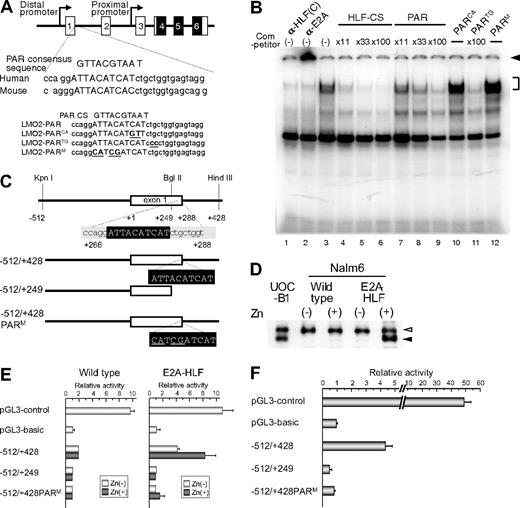 Figure 4. Involvement of the PAR site in the distal promoter of LMO2 gene in E2A-HLF–induced LMO2 expression. (A) Schematic representation of the proline and acidic amino acid–rich protein (PAR) site in the distal promoter of the LMO2 gene and oligonucleotides used as competitors in electrophoretic mobility shift assay. Mutations in the sequence are underlined. (B) Electrophoretic mobility shift assay performed in nuclear extracts from UOC-B1 cells using an HLF-CS sequence as a probe in the presence of a series of double-stranded oligomers as competitors (lanes 4-12) or anti-HLF(C) (lane 1) and anti-E2A (lane 2) sera. The molar ratio of cold competitor to probe is indicated in each lane. The specific DNA-protein complex is indicated by the bracket and the supershifted complex is indicated by the arrowhead. (C) Schematic representation of 3 reporter constructs for reporter assay. Mutations in the sequence are underlined. (D) Western blot analysis of E2A-HLF–transfected Nalm6 cells. Lysates of UOC-B1 cells and wild type and E2A-HLF transfected-Nalm6 cells cultured in the absence or presence of zinc for 24 hours were blotted with E2A antisera. Open and closed arrowheads indicate E2A and E2A-HLF, respectively. (E) Luciferase assay in E2A-HLF–transfected Nalm6 cells. Assays were performed in wild type and E2A-HLF–transfected Nalm6 cells cultured in the absence or presence of zinc for 24 hours after transient transfection of each reporter plasmid. The values were normalized for transfection efficiencies using a cotransfected Renilla luciferase construct. (F) Luciferase assay in YCUB2 cells. The values were normalized for transfection efficiencies using a cotransfected Renilla luciferase construct.
