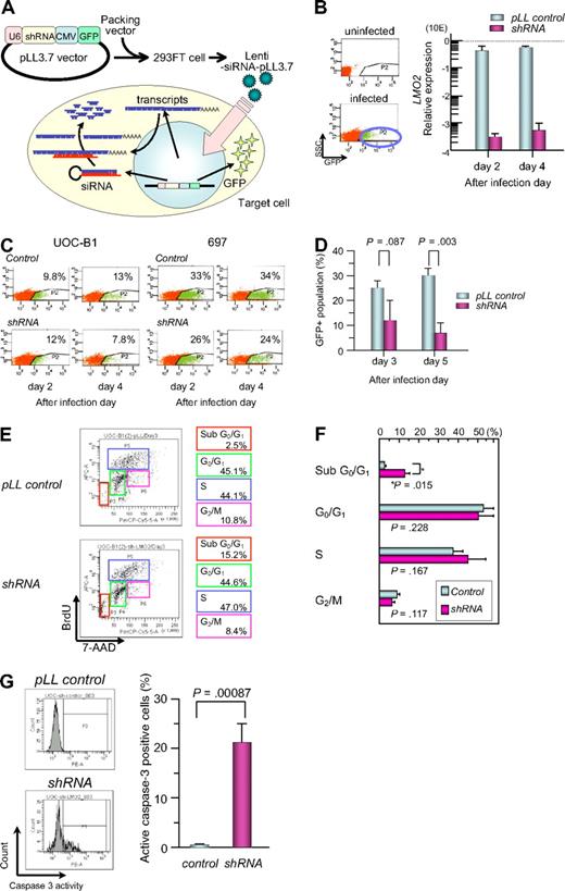 Figure 5. Gene silencing of LMO2 in t(17;19)-ALL cell line by a lentiviral vector. (A) Schematic representation of a short hairpin RNA (shRNA)–expressing lentiviral vector. pLL3.7 lentiviral vector was engineered to co-express green fluorescent protein (GFP) as a reporter gene by cytomegalovirus-derived promoter–GFP expression cassette. pLL3.7 lentiviral vector and packaging vector were cotransfected into 293FT cells and the resulting supernatant was collected after 36 hours. Lentivirus was recovered after ultracentrifugation and infected to UOC-B1 cells. (B) LMO2 expression of GFP-positive population sorted from lentivirus-infected cells. On day 2 or 4 after infection, the GFP-positive population was sorted and processed for real-time RT-PCR analysis using the primer for exons 4 and 5 of LMO2 gene. The gray boxes indicate pLL control vector-infected cells and the purple boxes indicate shRNA-expressing cells. (C) Changes in GFP-positive populations in UOC-B1 and 697 cells on days 2 and 4 after infection. The percentage of the GFP positive population is indicated in each box. (D) Changes in the percentage of GFP-positive populations in UOC-B1 cells infected with shRNA-containing and control lentivirus on day 3 and 5 after infection. The P value in t test is indicated. (E) Flow cytometric analysis of BrdU/7-AAD double staining in the GFP-positive population of shRNA-expressing and control UOC-B1 cells 3 days after infection. Representative data of the percentage of apoptotic cells in the sub G0/G1 phase among the GFP-positive population and the percentage of living cells in the G0/G1, S, and G2/M phases are indicated. (F) Comparison of cell-cycle distribution between control virus-infected cells and shRNA virus-infected cells. The P value in t test is indicated. (G) Flow cytometric analysis of cleaved-caspase3 in the GFP-positive population of shRNA-expressing and control UOC-B1 cells 3 days after infection. Representative data of the percentage of cleaved-caspase3-positive cells among the GFP-positive population are indicated in the left panel. Percentages of cleaved-caspase3-positive cells are compared between control virus-infected cells and shRNA virus-infected cells. The P value in t test is indicated.