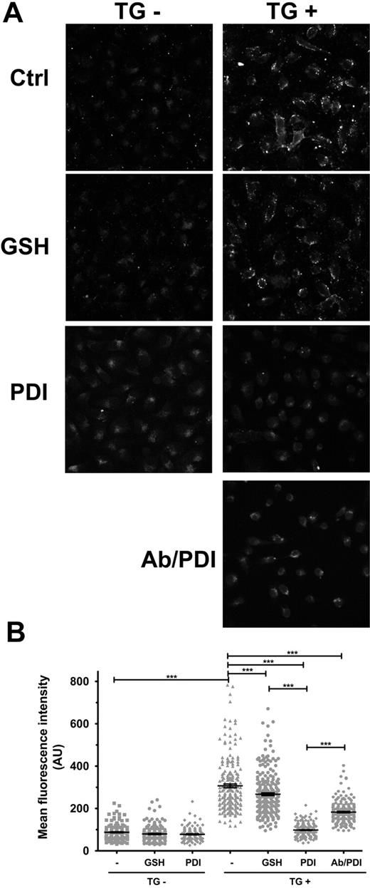 Figure 6. Surface PDI enhances PS internalization in ECs. A small PS efflux was induced in ECs in response to TG stimulation for 1 hour, and subsequent PDI effect on PS internalization was assessed by annexin V–FITC labeling of residual exposed PS. (A) Representative micrographs. (B) Scatter plot representation of MFI ± SEM of 180 to 240 cells per group. Statistical analysis was performed by 1-way ANOVA: ***P < .001.