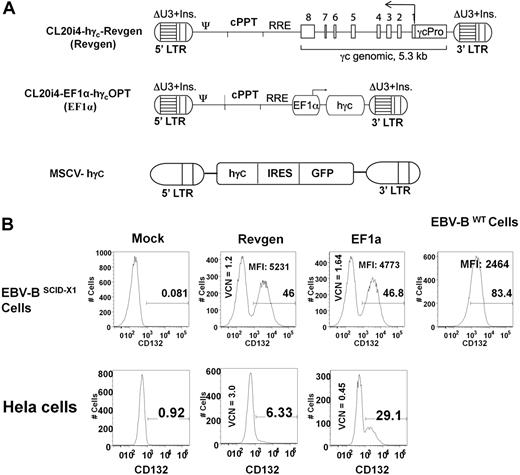 Figure 1. Schematic representation of the 2 novel lentiviral vectors for SCID-X1 gene therapy and their activity in various cell types. (A) Both vectors are based on third-generation lentiviral vector backbone. The enhancer/promoter in the long-terminal repeat region was deleted (ΔU3) and replaced with a 400-bp chromatin insulator element (Ins) from the chicken β-globin locus. The CL20i4-hγc-Revgen vector contains the entire human IL2RG gene (γc genomic), including all 8 exons, 7 introns, and the 1.2-kb promoter (γcPro), in reverse genomic orientation relative to the vector backbone. The CL20i4-EF1α-hγcOPT vector contains codon-optimized human γc cDNA (hγc), the expression of which is driven by a 233-bp human elongation factor α-promoter (EF1α). Ψ indicates viral packaging signal; cpPT, the central polypurine tract; RRE, lentiviral Rev Response Element; MSCV-hγc vector, γ-retrovirus vector expressing human γc cDNA and an IRES-GFP cassette; and IRES, internal ribosome entry site. (B) Epstein-Barr virus–transformed human B lymphoblast from an SCID-X1 patient (EBV-BSCID-X1 cells) and human epithelial cervical cancer cell line HeLa were transduced with either the Revgen vector or the EF1α vector. Two weeks later, cell-surface expressions of γc were measured by flow cytometry after staining with anti-CD132 monoclonal antibody. EBV-BWT cells indicates Epstein-Barr virus–transformed human B lymphoblasts from a healthy donor; MFI, mean fluorescence intensity of the gated subpopulation; and VCN, average vector copy number in the entire population.