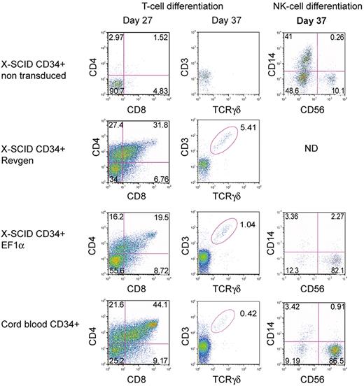 Figure 4. Restoration of T- and NK-cell development in human SCID-X1 cells by the Revgen and the EF1α vectors. For T-cell differentiation, CD34+ cells from an SCID-X1 patient were transduced with either the Revgen or the EF1α vector and cultured on an OP9-DL1 stromal cell layer. Double-positive (DP, CD4+CD8+) as well as CD3+TCRγσ+ cells were observed on day 27 and day 37, respectively, using flow cytometric analysis. For NK-cell differentiation, CD34+ cells from a separate SCID-X1 patient were transduced with the EF1α vector and then cultured in Myelocult. Cells were taken on day 37, and expression of NK-cell marker (CD56) was analyzed by flow cytometry. ND indicates not done.