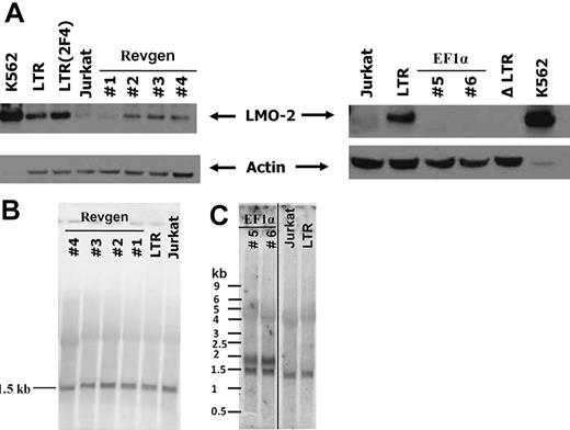 Figure 5. The EF1α vector lacks LMO2 activation activity, whereas the Revgen vector activates LMO2 expression. (A) The provirus form of the Revgen and the EF1α vector was targeted to the first intron of the LMO2 gene locus in Jurkat T lymphocytes by Cre-mediated homologous recombination. The expression of LMO2 in the targeted Jurkat cell clones was analyzed by immunoblot. Clones 1 to 4 are 4 Jurkat clones targeted with the Revgen vector and clones 5 and 6 are 2 clones targeted with the EF1α vector. Human erythroid leukemic cell line K562 cells constitutively express high level of LMO2 and is used as positive control. Jurkat cell itself does not express detectable level of LMO2. LTR indicates Jurkat clone with a γ-retrovirus LTR-GFP cassette targeted into the first intron of the LMO2 gene in Jurkat cells; LTR(2F4), a subclone of the LTR clone that was culture for equivalent time as the Revgen and EF1α clones, showing the stability of LMO2 activation by the LTR enhancer; and ΔLTR, a Jurkat clone with the LTR-GFP cassette deleted by Cre-mediated recombination, showing that LMO2 expression is turned off. (B) Northern blot analysis of RNA preparations from the 4 Jurkat clones with targeted Revgen vector insertion. The full-length γc cDNA was used as probe. A single band of 1472 bp demonstrates that the γc transcript derived from the Revgen vector is indistinguishable from that of the endogenous γc allele of Jurkat cells. (C) Northern blot analysis of RNA preparations from the 2 Jurkat clones with targeted EF1α vector insertion. The full-length codon-optimized γc cDNA was used as probe. This probe cross-reacts with the endogenous γc RNA, which is expressed in Jurkat cells and is shown as a 1472-bp band. The RNA species transcribed from the EF1α vector is shown as another predicted main band of approximately 1.9 kb. A vertical line has been inserted between the EF1α clones and the Jurkat lane to indicate repositioned lanes of Jurkat and LTR from the same gel.