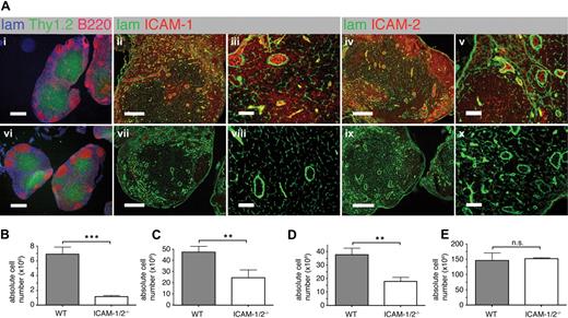 Figure 1. PLN architecture and cellularity of lymphoid organs in WT and ICAM-1/2−/− mice. (A) Immunofluorescent staining of PLN sections of WT (i-v) and ICAM-1/2−/− (vi-x) mice. i,vi: laminin (lam; blue), Thy1.2 (green), and B220 (red). Scale bar = 400 μm. ii,iii,vii,viii: laminin (lam; green) and ICAM-1 (red). Scale bar = 200 μm (ii,vii) or 40 μm (iii,viii). iv,v,ix,x: laminin (lam; green) and ICAM-2 (red). Scale bar = 200 μm (iv,ix) or 40 μm (v,x). (B-E) Absolute cell numbers per cervical, brachial, axillary, inguinal, paraaortal, and popliteal PLNs (B), MLN (C), PP (D), and spleen (E) of WT and ICAM-1/2−/− mice, represented as mean plus or minus SEM pooled from 3 (PLN, MLN, spleen) or 4 (PP) independent experiments. n.s. indicates not significant. **P < .01; ***P < .0001.