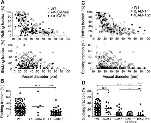 Figure 2. IVM analysis of lymphocyte rolling and shear-resistant firm adhesion in mAb-blocked WT and ICAM-1−/−, ICAM2−/− and ICAM-1/2−/− PLN microvasculature. (A) Rolling (top panel) and sticking fractions (bottom panel) of lymphocytes in WT PLN microvessels as a function of vessel diameter and in the presence of blocking antibodies against ICAM-1 or ICAM-2. Each dot represents 1 venule. Pooled from 3 (+anti–ICAM-2), 18 (+anti–ICAM-1), and 27 (no Abs) WT animals per condition with 5 (+anti–ICAM-2), 59 (+anti–ICAM-1) and 126 (no Abs) venules analyzed. (B) Sticking fractions of lymphocytes in WT PLN microvessels as in panel A. Each dot represents 1 venule. Bars represent mean values. n.s. indicates not significant. ***P < .0001. (C) Rolling (top panel) and sticking fractions (bottom panel) of lymphocytes in WT, ICAM-1−/−, and ICAM-1/2−/− PLN microvessels as a function of vessel diameter. Each dot represents 1 venule. Pooled from 6 ICAM-1−/−, 6 ICAM-1/2−/−, and 27 WT animals with 45 (ICAM-1−/−), 42 (ICAM-1/2−/−), and 126 (WT) venules analyzed. (D) Sticking fractions of lymphocytes in WT, ICAM-2−/− (4 animals, 13 venules analyzed), ICAM-1−/−, ICAM-1−/− + anti–ICAM-2 (4 animals, 29 venules analyzed) and ICAM-1/2−/− PLN microvessels as in panel C. Each dot represents 1 venule. Numbers of WT, ICAM-1−/−, and ICAM-1/2−/− animals and analyzed venules as in panel C. Bars represent mean values. n.s. indicates not significant. *P < .05; ***P < .0001.