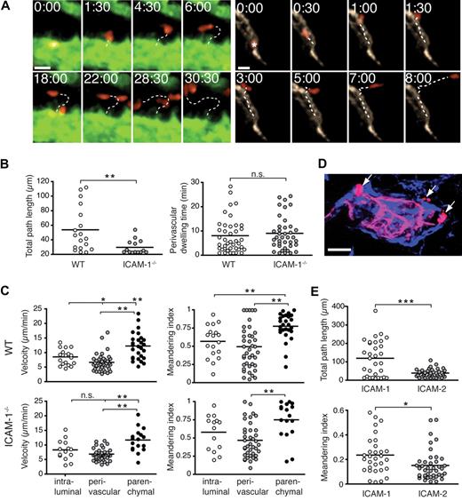 Figure 3. A nonredundant role for ICAM-1 for intraluminal T-cell crawling, but not transendothelial migration or perivascular trapping. (A) Representative micrographs of directly egressing (left panels) or crawling (right panels) T cells transmigrating through HEVs. Time in minutes and seconds; scale bar = 10 μm. (B left panel) Total path length of crawling T cells in WT or ICAM-1−/− PLNs. (Right panel) Perivascular dwelling of transmigrated T cells in WT or ICAM-1−/− PLNs. (C top panels) Mean track velocity (right) and meandering index (MI; left) of crawling intraluminal T cells, as well as perivascular and parenchymal T cells in WT PLNs. The low velocity and MI are indicative of the perivascular slowing down of transmigrated T cells. (Bottom panels) Mean track velocity (right) and MI (left) of intraluminal perivascular and parenchymal T cells in ICAM-1−/− PLNs. (D) Immunofluorescent image of transmigrated T cells (red, arrows) around a MECA-79+ HEV (pink) 15 minutes after transfer. Transferred cells are in close proximity to the laminin+ basement membrane (blue). Scale bar = 10 μm. (E) Total path length (top panel) and MI (bottom panel) of naive T cells migrating on 2D surfaces coated with CCL21 + ICAM-1/Fc or ICAM-2/Fc. Tracks were recorded for 20 minutes. One experiment of 3 is shown. n.s. indicates not significant. *P < .05; **P < .001; ***P < .0001.