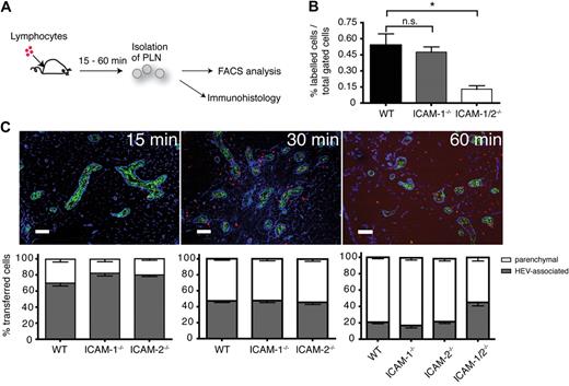 Figure 4. Reduced homing in the absence of ICAM-1 and 2. (A) Schematic outline of short-term homing experiment. Fluorescently labeled lymphocytes were injected and allowed to home for 15, 30, or 60 minutes. PLNs were analyzed by flow cytometry or immunohistology. (B) Flow cytometric analysis of homing efficiency in the absence of ICAM-1 or ICAM-1 and ICAM-2. PLNs were analyzed 60 minutes after cell transfer. The percentage of fluorescently labeled lymphocytes of the total PLN cell population is depicted. Pooled from 4 independent experiments. (C top panel) Immunofluorescent analysis of PLN sections at 15, 30, and 60 minutes after cell transfer. Transferred lymphocytes are labeled in red, HEVs (MECA-79+) in green, and ERTR7 (in the PLN parenchyma and the HEV basement membrane) in blue. Cells within the ERTR7+ ring around HEVs were defined as vessel associated and cells outside as parenchymal. Scale bar = 100 μm. (Bottom panel) Localization of transferred lymphocytes in WT, ICAM-1−/−, ICAM-2−/−, and ICAM-1/-2−/− PLNs at 15, 30, and 60 minutes after cell transfer. Absolute numbers per section were normalized to 100%. Bars represent mean plus or minus SEM pooled from 3 to 5 independent experiments.