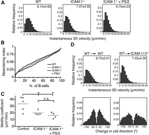 Figure 6. Follicular B-cell migration in absence of ICAM-1. (A) Instantaneous 3D velocity of follicular B cells in WT and ICAM-1−/− PLNs, treated or not with the anti-α4 blocking mAb PS/2. The mean velocity plus or minus SEM is indicated in the top right corner in μm/min. B cells are significantly slower in absence of ICAM-1 (P < .001), and their velocity can be further decreased after treatment with PS/2 (P < .001). (B) Normalized, cumulative meandering indices of B cells migrating in WT and ICAM-1−/− PLNs, treated or not with the anti-α4 blocking mAb PS/2. (C) Motility coefficients of B cells migrating in WT and ICAM-1−/− PLNs, treated or not with the anti-α4 blocking mAb PS/2. Absence of ICAM-1 significantly reduces the motility coefficient. n.s. indicates not significant. *P < .05. Data are pooled from 2 to 4 independent experiments yielding 4 to 5 image sequences containing 653, 345, and 340 cell tracks for WT, ICAM-1−/−, and ICAM-1−/− + PS/2 PLNs, respectively. (D) Instantaneous 3D velocity (top panels) and change in cell direction distribution (turning angles, bottom panels) of follicular B cells in PLNs of WT and ICAM-1/-2−/− BM chimeras. For WT→WT BM chimera, 1 mouse per 4 image sequences per 442 cell tracks was analyzed, while for WT→ICAM-1-2−/− BM chimera, we examined 2 mice per 4 image sequences per 389 tracks.