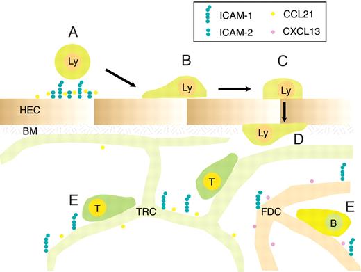 Figure 7. Proposed role for ICAM-1 and ICAM-2 during lymphocyte trafficking to and within PLNs. Blood-borne lymphocytes undergo rapid firm arrest in a largely ICAM-1 and ICAM-2-dependent manner, with a residual contribution of VCAM-1, in particular in the smallest HEVs (A). Approximately one-third of adherent T cells subsequently crawl on the luminal HEV surface, independent of the direction of the blood flow, in an ICAM-1-dependent manner (B). The rapid transmigration event (∼ 1.5 minutes) can occur in the absence of endothelial ICAM-1 and ICAM-2 (C), and is followed in the majority of cells by “perivascular trapping” of the cells, perhaps because of entanglement with the basement membrane underlying the HEV and due to the cuff of surrounding fibroblastic stromal cells (D). Parenchymal ICAM-1 supports T- and B-cell motility through increased speed and directionality, presumably by allowing loose anchorage of scanning lymphocytes to the stromal network for guidance. Lymphocyte motility driven through chemokines and other factors can nonetheless take place efficiently in absence of ICAM-1 and α4 integrin ligands (E). HEC indicates high endothelial cell; BM, basement membrane; TRC, T-cell reticular zone cell; and FDC, follicular dendritic cell.