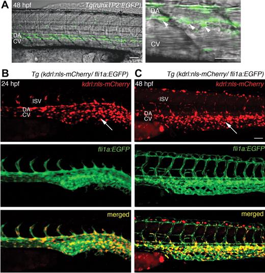 Figure 1. EGFP expression in HSCs of Tg(runx1P2:EGFP) and mCherry in the endothelium of Tg(kdrl:nls-mCherry) transgenic embryos. (A) Overlaid brightfield and fluorescent images of Tg(runx1P2:EGFP) at 48 hours postfertilization (hpf) displaying rounded HSCs (arrowheads in higher magnification of boxed area) just ventral to the DA. (B-C) Lateral views of Tg(kdrl:nls-mCherry)/Tg(fli1a:EGFP) compound transgenic embryos at 24 and 48 hpf. Red fluorescent mCherry was localized to the nuclei of all endothelial cells of the DA, CV, and intersegmental vessels (ISV) of the trunk, and numerous endothelial cells of the caudal vascular plexus (arrows). Scale bars represent 40 μm.