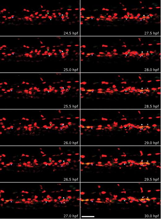 Figure 2. Endothelial cells of the DA transdifferentiate to form Runx1-positive blood progenitors. Embryos bred from a Tg(runx1P2:EGFP) and Tg (kdrl:nls-mCherry) cross were imaged by time-lapse confocal microscopy from 22 to 35 hpf, which captured the development of endothelial cells within a segment of the trunk DA (supplemental Video 1). Panels display frames every 30 minutes from 24.5 to 30 hpf. Colored dots were superimposed to track red to yellow transition of individual cells. At 24.5 hpf, all the nuclei of endothelial cells that line the DA only expressed mCherry. By 30 hpf, several red cells of the DA also expressed EGFP in the ventral aspect of the DA and appear yellow. More rounded double-fluorescent cells are marked by asterisks. Scale bar represents 40 μm.