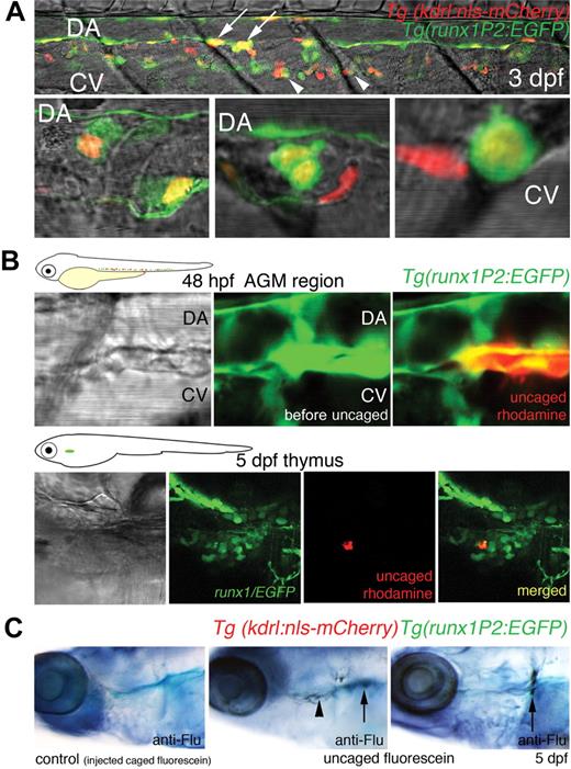 Figure 3. Cells of the DA expressing both Runx1/EGFP and Kdrl/mCherry migrate to the DA/CV subaortic region, thymus, and kidney. (A) Confocal images of a segment of the trunk of a larvae 3 days postfertilization (dpf) showing the AGM region. (Top panel) A 6-somite span of the subaortic space flanked by the DA and CV. (Bottom 3 panels) High-resolution images of double-positive cells (not from the top panel) occupying the subaortic space. Yellow cells with rounded morphology expressing both Runx1/EGFP and Kdrl/mCherry were seen intimately associated with the floor of the DA (arrows), within the subaortic space, or close to the CV (arrowheads). EGFP expression was also observed within elongated endothelial cells of the DA, distinct from the round presumptive HSCs. Some mCherry-positive cells within the region were part of intersegmental vessels. (B) Photoactivatable rhodamine-dextran uncaged in Runx1/EGFP-expressing cells of the AGM region in 48-hpf embryos was traced to the thymus at 5 dpf. (C) Photoactivatable CMNB-fluorescein uncaged in double-fluorescent (Runx1/EGFP, Kdrl/mCherry) AGM cells at 48 hpf was detected in the thymus () and kidney (↑) at 5 dpf by fluorescein antibody staining. No antibody staining was observed in control embryos injected with caged fluorescein (n = 10).