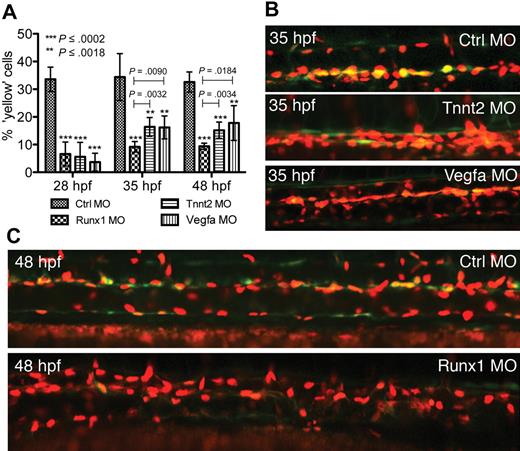 Figure 4. Depletion of Runx1, Vegfa, or Tnnt2 impairs development of double-fluorescent (Runx1/EGFP, Kdrl/mCherry) HSCs in the AGM region. After MO injection, double-fluorescent cells (yellow) in the DA were scored as a percentage of total cells in the DA per field of view in a total of 5 embryos. (A) Quantification and (B-C) lateral views of representative embryos. Error bars represent SD. Statistical significance was measured by P value (Student t test). For each test bar (Runx1 MO, Tnnt2 MO, Vegfa MO), asterisks denote P values for comparisons with Ctrl MO for that developmental stage. Capped lines with P values denote comparisons between Runx1 MO with either Tnnt2 MO or Vegfa MO.