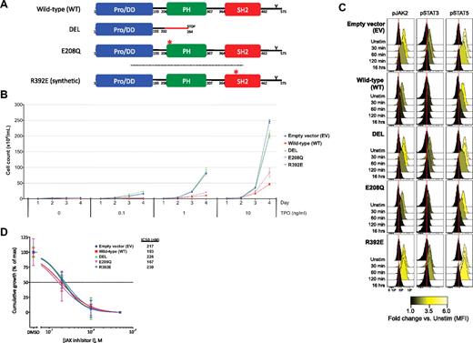 Figure 1. LNK mutations cause dysregulated TPO-dependent growth and JAK2-STAT3/5 activation. (A) Schematic of WT and the LNK DEL, E208Q, and R392E mutants is shown. WT LNK includes an N-terminal proline-rich dimerization domain (Pro/DD), a PH domain, an SH2 domain, and a C-terminal conserved tyrosine residue (Y). The DEL mutation leads to a frameshift and premature stop codon, resulting in loss of the PH and SH2 domains. The E208Q mutation localizes to the PH domain; R392E is a synthetic point mutation that disrupts the SH2 domain. In B through D, BaF3-MPL cells were transduced with EV, WT LNK, or mutant LNK (DEL, E208Q, R392E). Reproducible results were obtained for at least 3 independent experiments. (B) BaF3-MPL cells were washed in cytokine-free media and replated in the presence of concentrations of TPO ranging from 0 to 10 ng/mL. Cumulative growth of BaF3-MPL cells over 4 days is shown. (C) BaF3-MPL cells were starved overnight in cytokine-free media and stimulated with TPO (1 ng/mL) for the durations indicated, followed by measurement of JAK2, STAT3, and STAT5 activation via phospho-specific flow cytometry. Histograms for phosphorylated forms of JAK2 (pJAK2), STAT3 (pSTAT3), and STAT5 (pSTAT5) are displayed, with internal color representing fold-change in median fluorescence intensities (MFI) compared with unstimulated cells (Unstim) for each cell line. Red lines denote the MFI of EV unstimulated cells for comparison. (D) BaF3-MPL cells were cultured in the presence of TPO (10 ng/mL) and dimethyl sulfoxide (DMSO) or concentrations of JAK inhibitor I ranging from 0.2μM to 5μM. Cumulative growth at 4 days (normalized to maximal growth for each cell line) is shown. Error bars represent the SD of 2 replicates per sample in panels B and D.